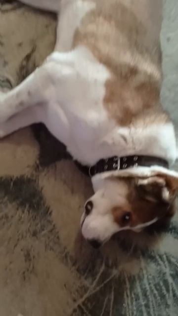 Медвежонку САО Скаю 🍀 нужен ветмедин 💊 🙏💯🙏❗Пост в описании 🎥 #алабай #сао #собака #любовь