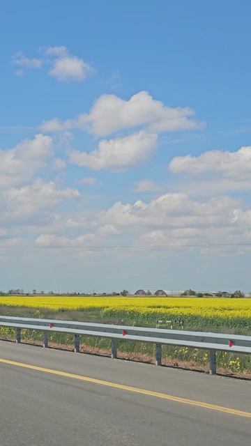 Рапсовые поля на участке трассы А-289 в Краснодарском крае