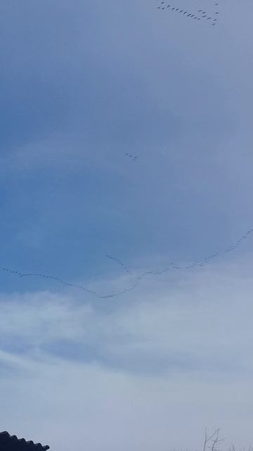 VID_20260402_110035.mp4