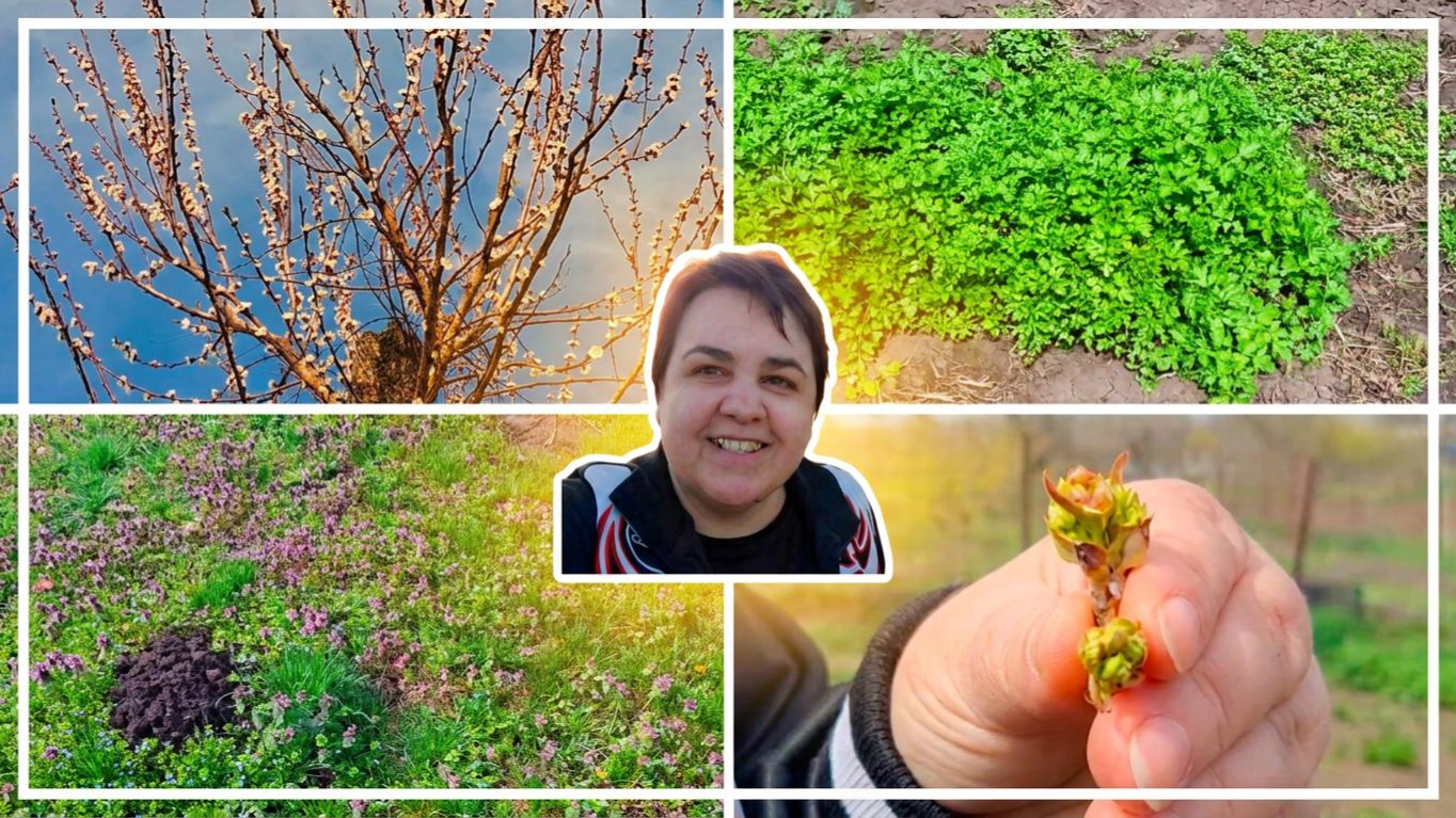 У нас зацветают деревья, кусты очень красиво