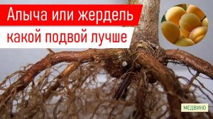 На каком подвое лучше купить абрикос: жердель или алыча