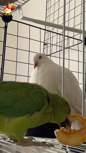 Зеленый попугай и белый голубь (22)