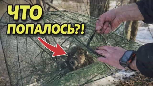 Что попалось в раколовку?
