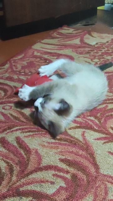 котëнок играет с игрушкой