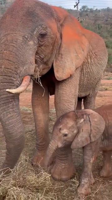 Видео от МЯУтаверс – как метавселенная, но с котами