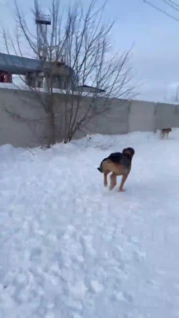 🐶Обратите пожалуйста на меня внимание!! Я - ГИСАР