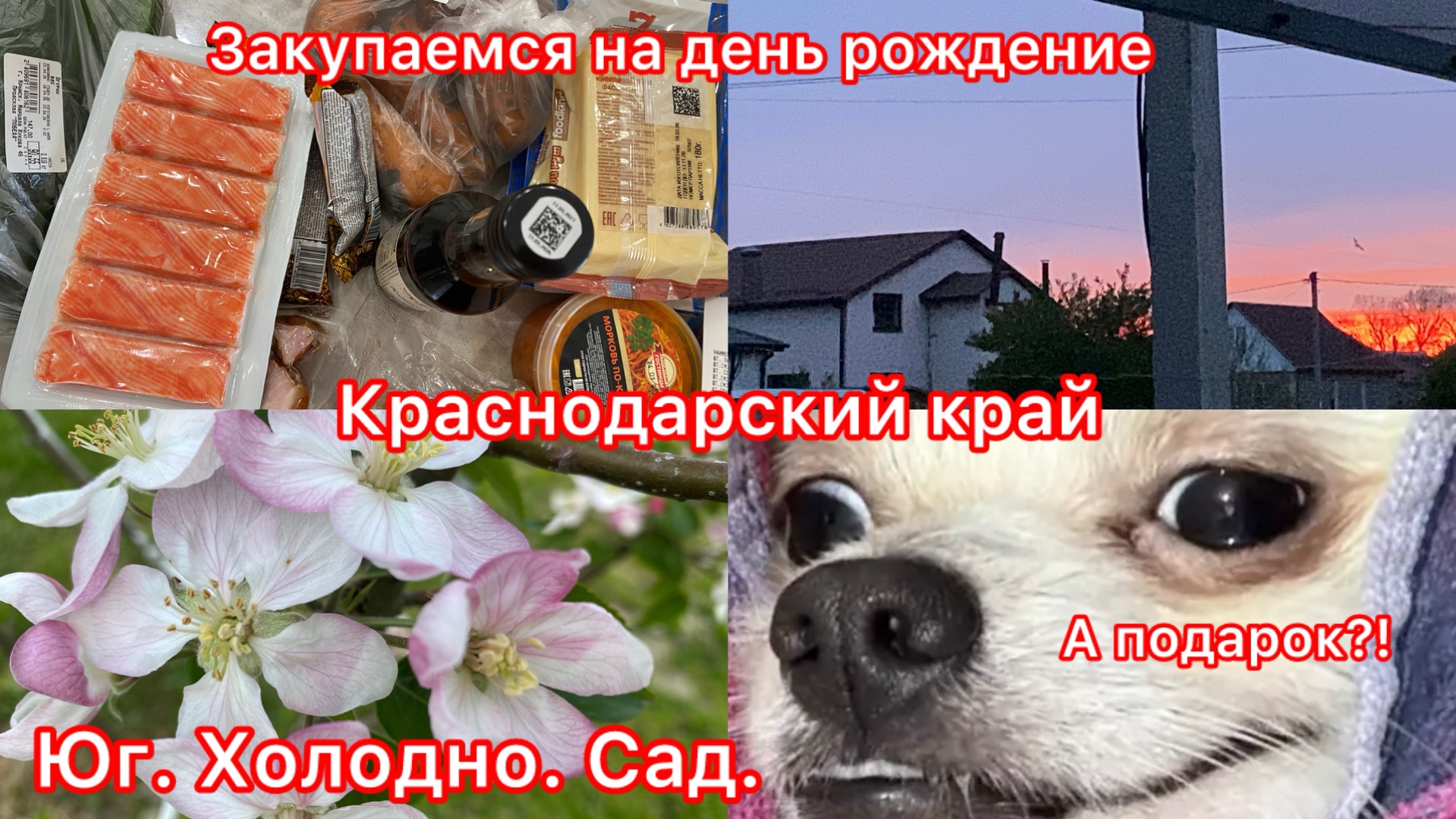 Купили дом. Юг. Сад в апреле. Холодно +2. Ветра достали. Готовимся.