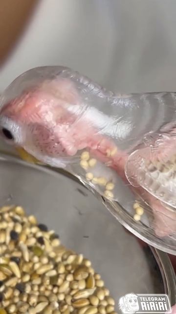 ПРОЗРАЧНЫЕ ПОПУГАЙЧИКИ но это нейросеть