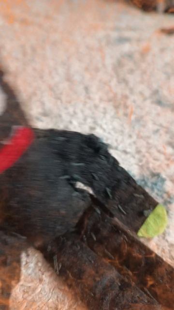 мне надо побыстрее прятаться