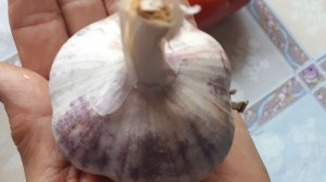 2373. Рассадный 2026 г.Посев чеснока.