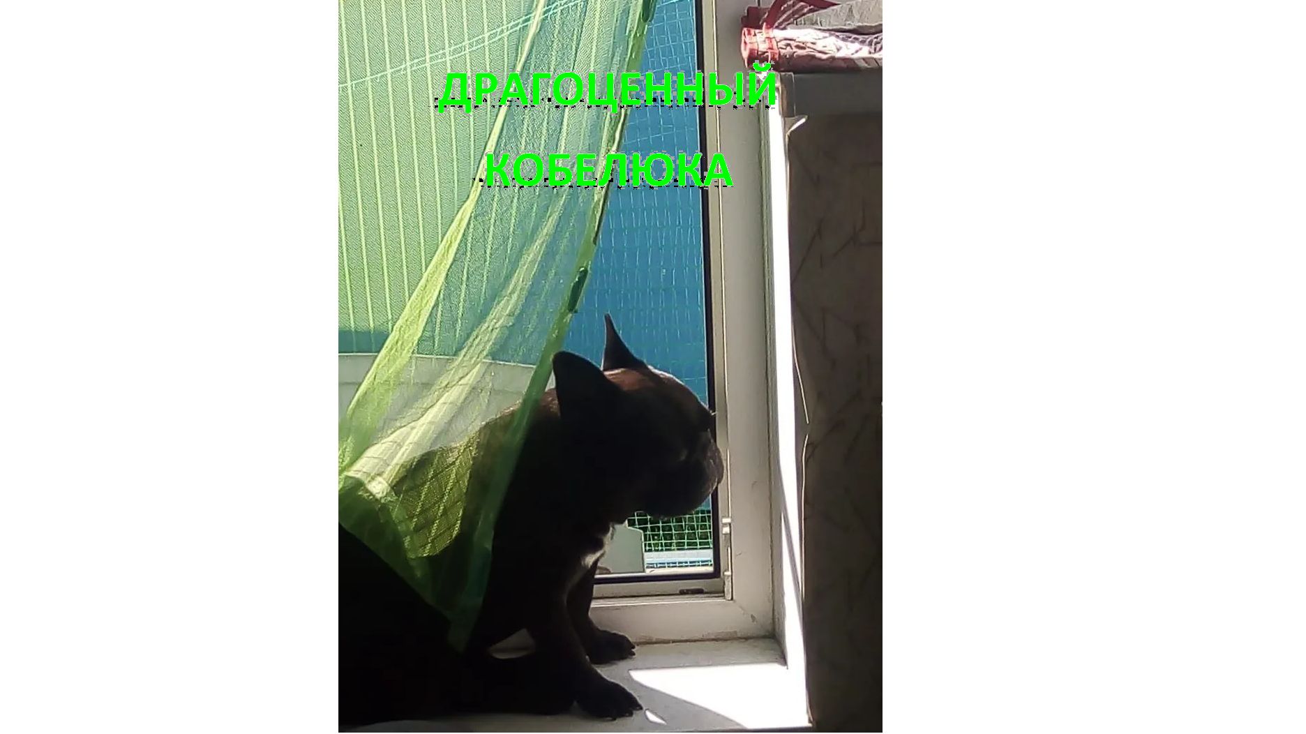 БЛОГ. ДРАГОЦЕННЫЙ КОБЕЛЮКА. ВЕСЬ МИР К ТВОИМ НОГАМ!