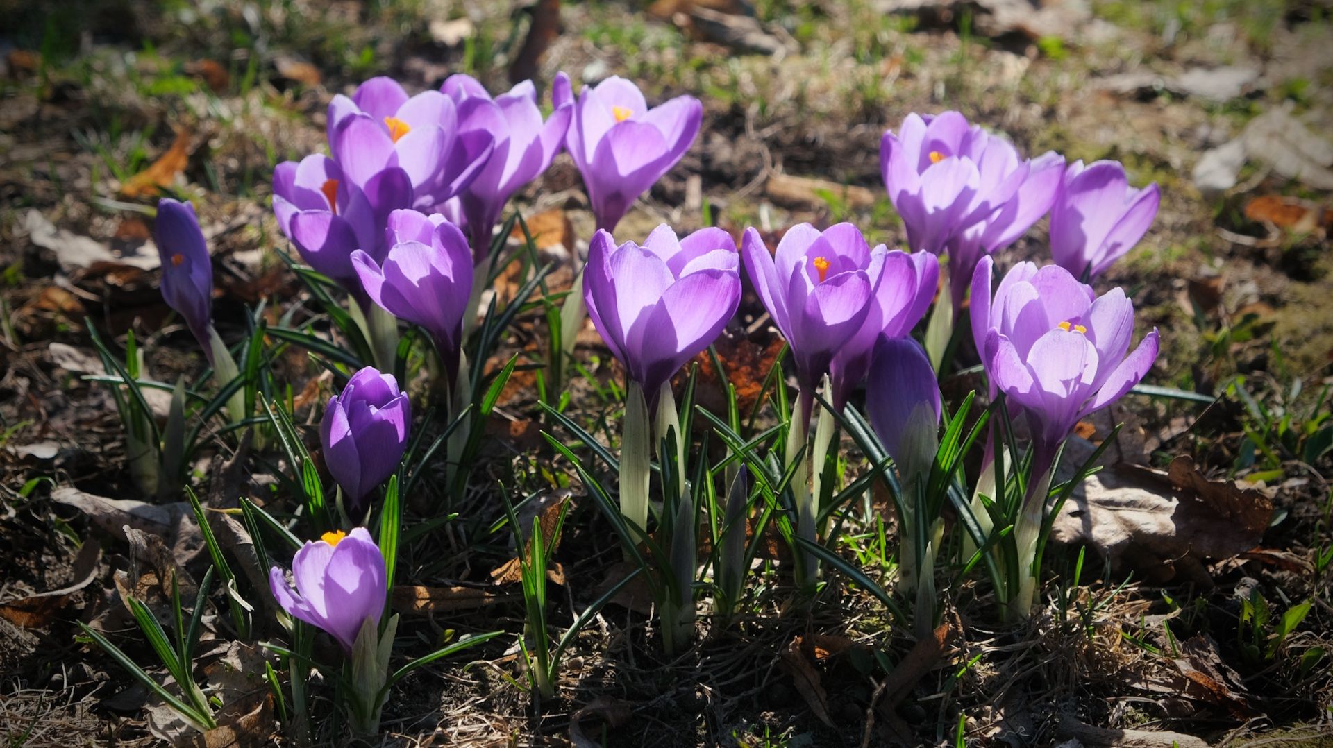 Крокусы 31 03 2026