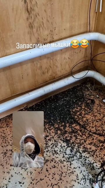 Запасы мышки