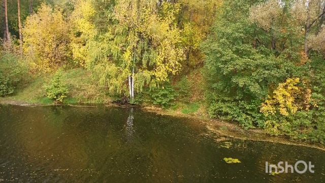 Ивушка зелёная. Альт.