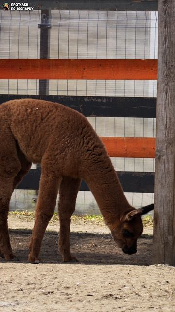 Малышка альпаки. Зоо Дзен, Токсово, Ленинградская область