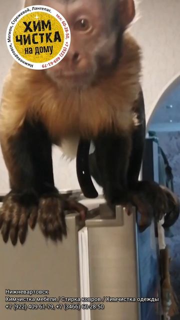 Приходишь такой за ковром...
А там тебя встречает - Капуцин...

#нижневартовск #стиркаковров #химчис