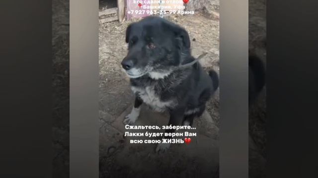 Его сдали в отлов собственные хозяева🥺СРОЧНО ИЩЕМ СЕМЬЮ/
КУРАТОРА🆘 
для Лакки