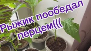 Рыжий кот. Рыжий снова погрыз рассаду перца.