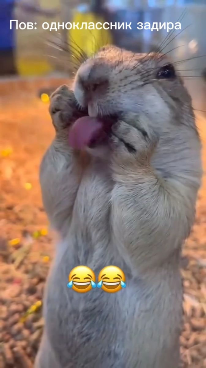 #суслик #мем