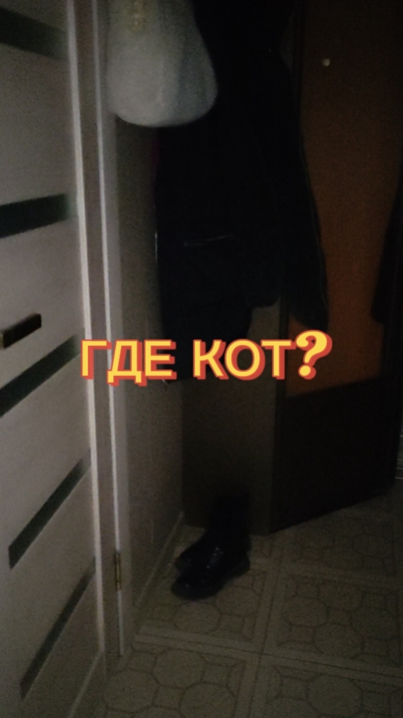 Где кот? Приютили кота, а он взял и спрятался… в ванной 😼 #кот #приютили #где кот #смешноевидео #мам