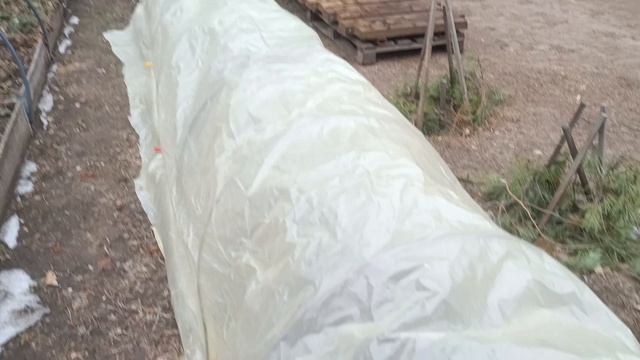 Ремонтантрая клубника и земляника в Сибири 15 апреля!