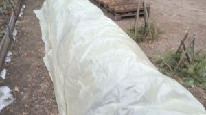 Ремонтантрая клубника и земляника в Сибири 15 апреля!