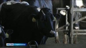 В Ставрополе расследуется дело о многомиллионном мошенничестве при получении субсидии