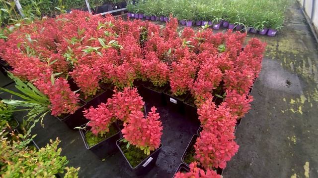 Питомник Лаванда 24 апреля 2026