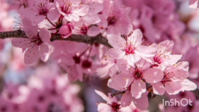 Расцвела под окошком белоснежная вишня. Альт.