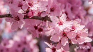 Расцвела под окошком белоснежная вишня. Альт.