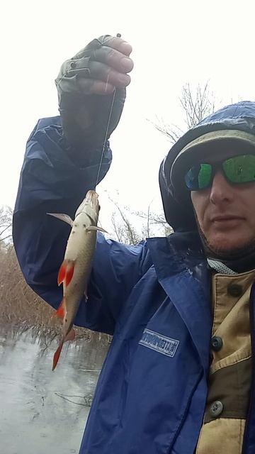 Краснопёра. 
Озёрная рыба.
Рыбалка.
Рутуб канал МОХ