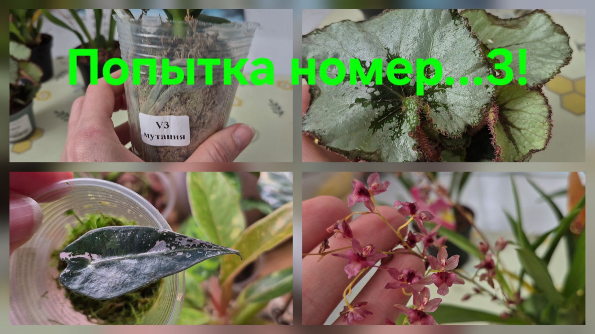 Будни!🥰Китайский Сого Юкидан ,Сладкая девочка!Клубни алоказий,новые бегонии.