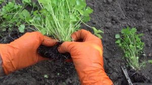 2383. ВПЛ,высаживаю рассаду корневого сельдерея