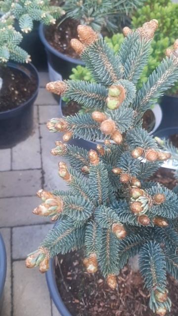 ❤🌲Ель лицзянская Миттенвальд
🚛🪴Продажа растений в макс и телеграм канале: https://t.me/love_is_hvoin