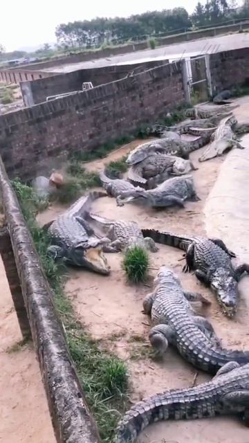 Ловкость курицы не знает границ