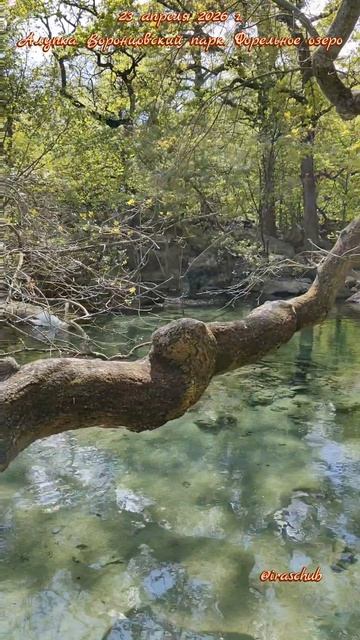 23 апреля 2026 г. Алупка. Воронцовский парк. Форельное озеро #ялта #ялта2026 #алупка