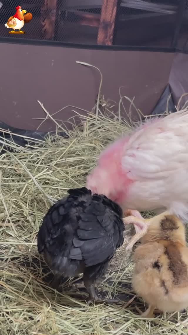 Три цыпленка друзья (2)