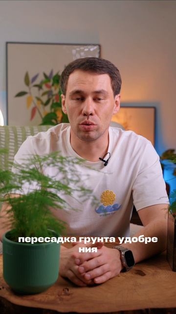 Аспарагус: как вырастить ажурное облако и почему он осыпается