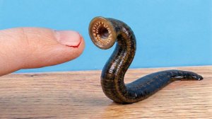 Мой новый питомец - кровожадная пиявка! Чем её кормить?