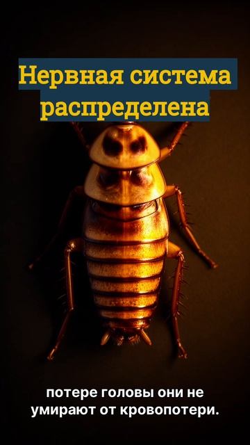 Как таракан живёт без головы?
