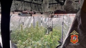 В подмосковном Чехове полиция задержала москвича, который на даче матери выращивал коноплю для сбыта