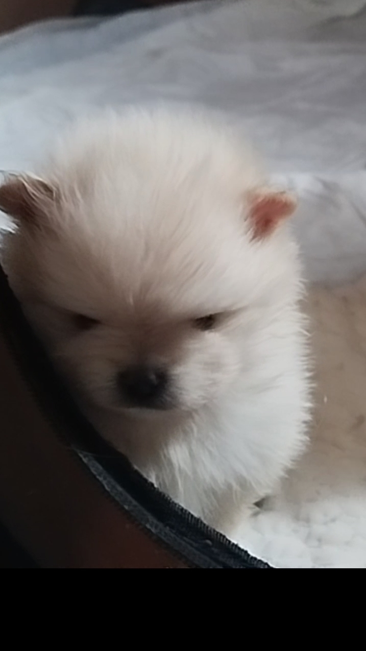 Малыши карандаши 🐕