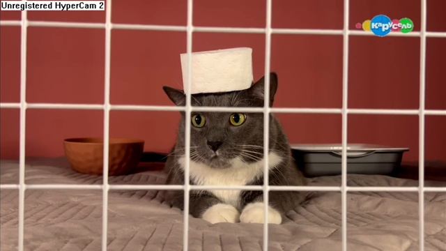 ФЕЙК взлом канала карусель kotiynet_karsesh