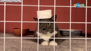 [ФЕЙК] взлом канала карусель kotiynet_karsesh