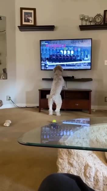 #животные #Милые #видео