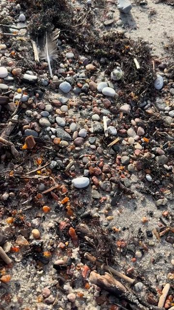 Выброс янтаря на пляже