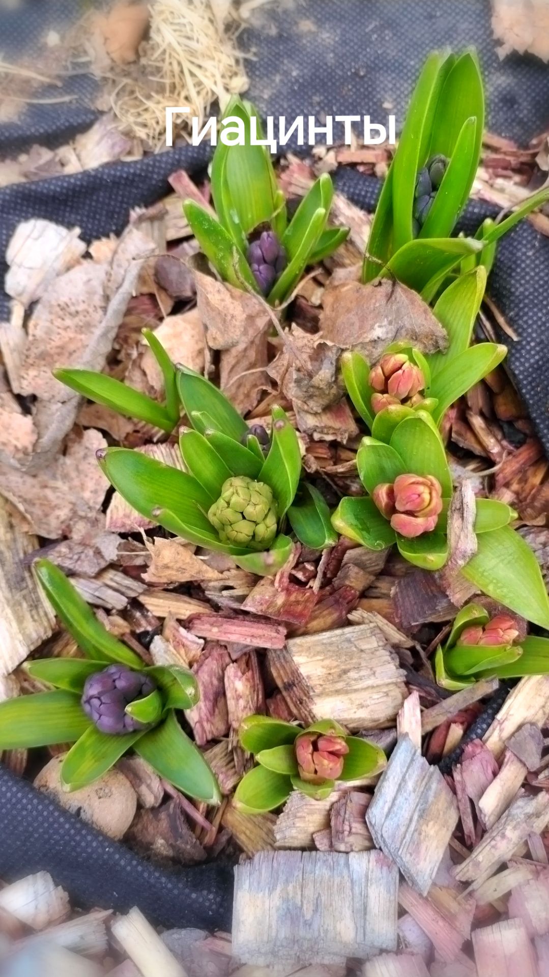 Гиацинты пробудились. #гиацинты, #на_даче, #тверская_область, #апрель_на_даче, #первоцветы