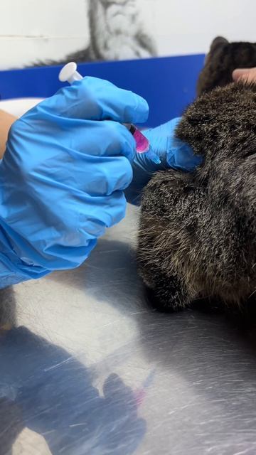 Вакцинация