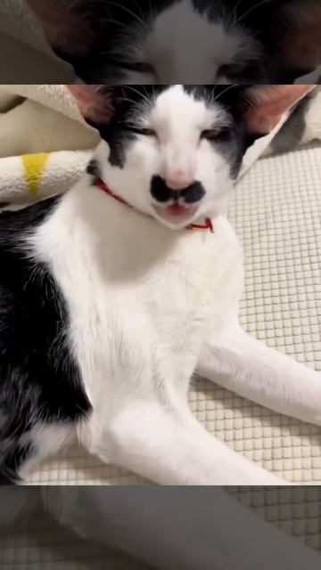 Гамарджоба, котошвилли 😻