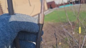 Привил черенок Черешни на сливу .